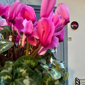 Flat66 , Milano Italia